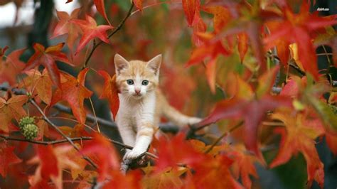 fall kitty wallpaper
