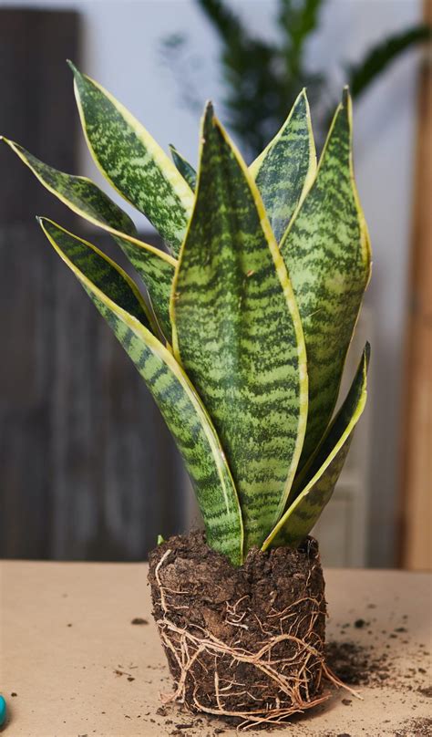 fall sale for snake plants
