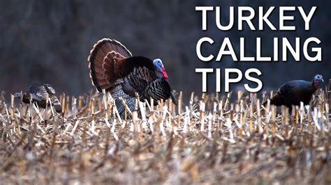 Fall Turkey Calling Tips