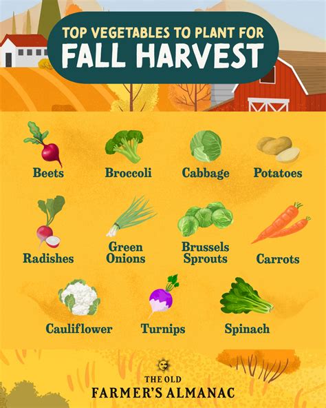 10 Vegetables To Plant In Fall For An Early Spring Harvest Fall