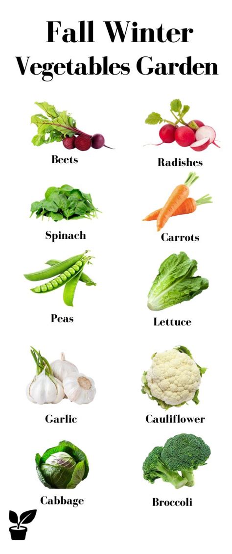 winter fall vegetables to grow « Inhabitat Green Design, Innovation