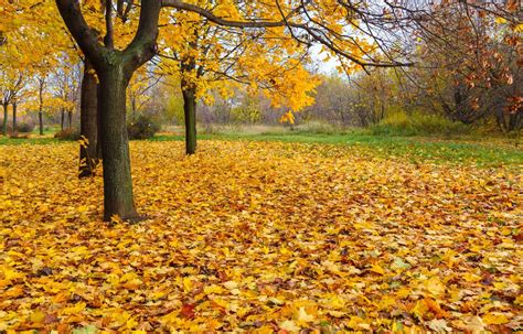 Fallen Leaves On Green Lawn Free Stock Photo Public Domain Pictures