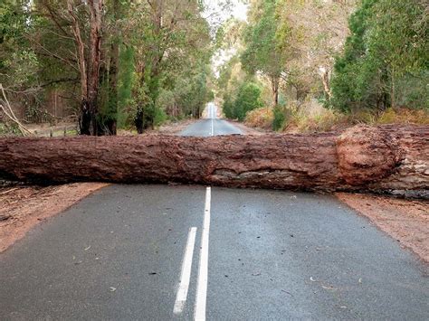 fallen tree on the road