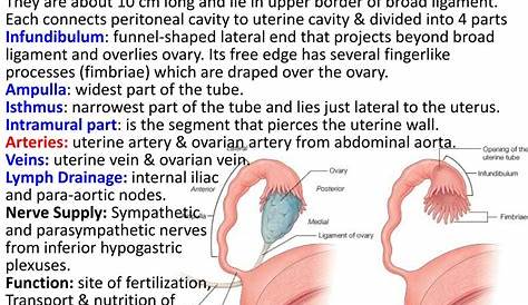 Ovarian Epithelial, Fallopian Tube, Primary Peritoneal