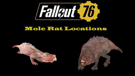 fallout 76 mole rat teeth locations
