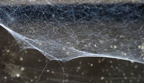 False Black Widow Spider Web Steatoda Grossa USA s