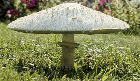 False Parasol Mushroom Uk In Thetford Chris