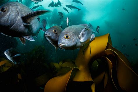 false bay south africa marine life