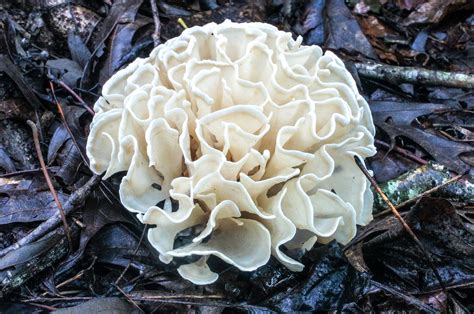 false cauliflower mushroom