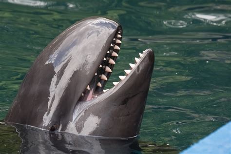 false killer whale dangerous