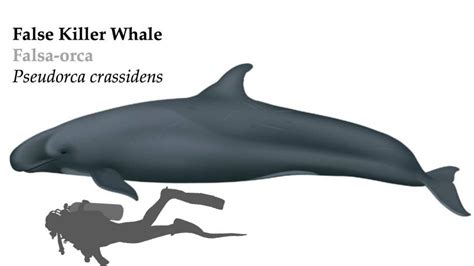 false killer whale size