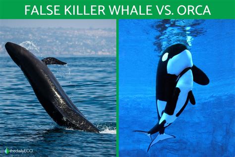 false killer whale vs orca