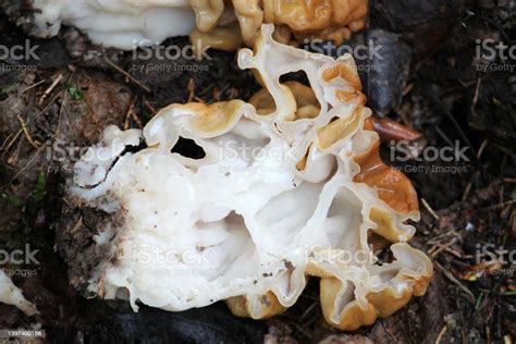 False Morel Cut In Half