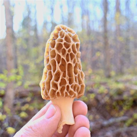 False Morel Pics