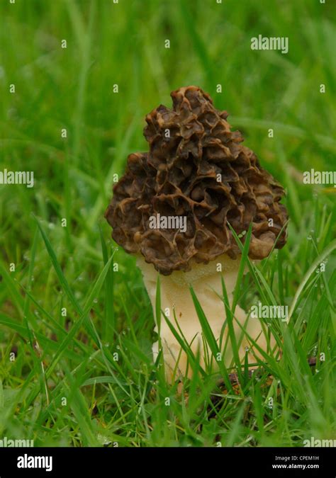 False Morel Uk