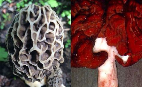 False Morels Rocket Fuel