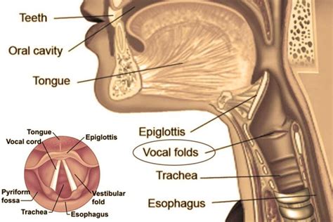false pelt is on the button what it vocalize like