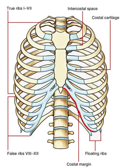 False Ribs Vertebrae Definition