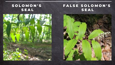 false vs true solomon's seal