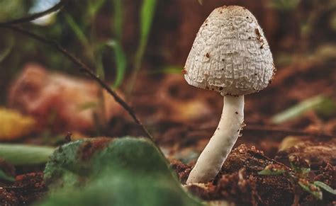 family dies after eating mushrooms