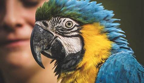 Uncover The Secrets Of The Avian World: Discover The Most Famous Birds