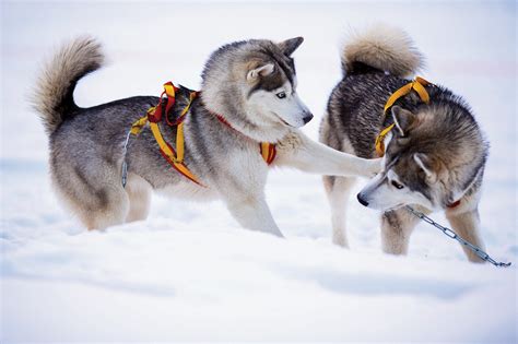 famous alaskan sled dog