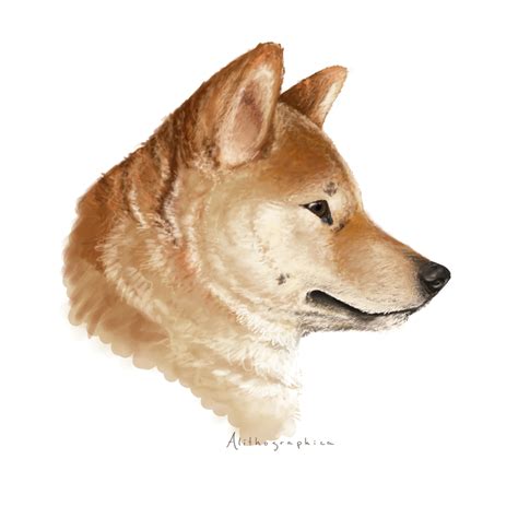 famous drawing of a shiba inu