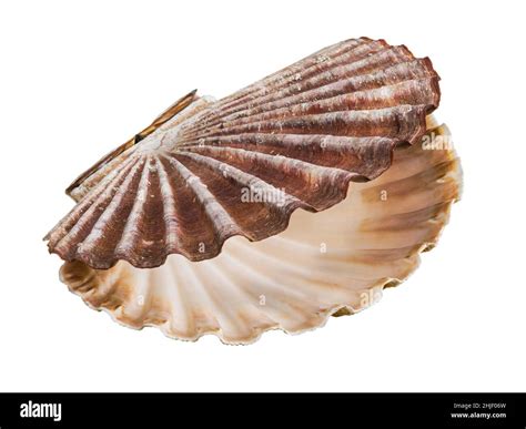 Fan Shaped Edible Shellfish