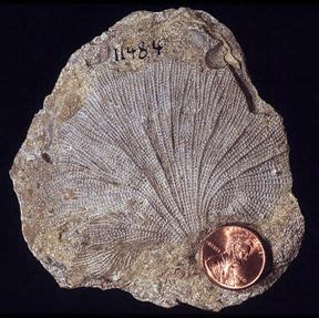 Fan Shaped Fossil