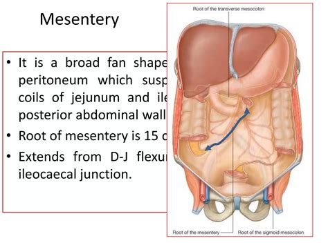 Fan Shaped Peritoneum