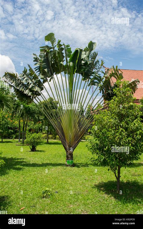 Fan Shaped Trees Examples