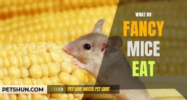 Fancy Mice Diet