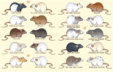 Fancy Rat Color Chart