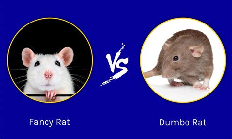 Fancy Rats Vs Wild Rats