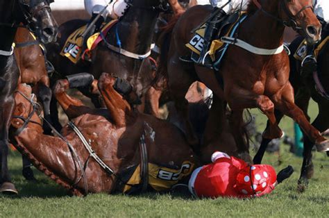fans injured in horse racing