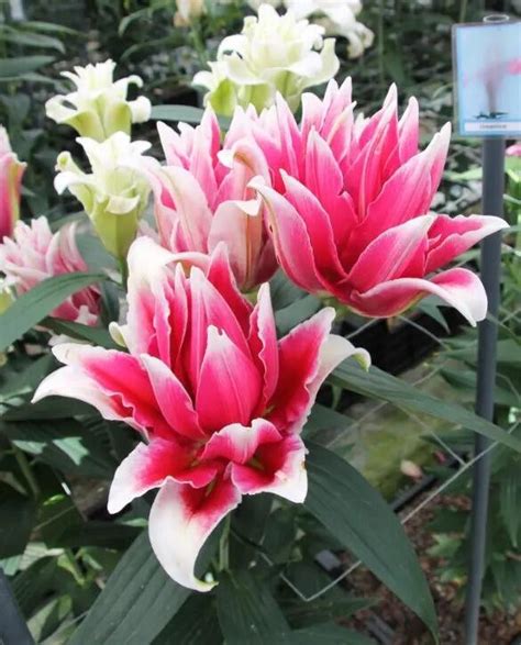 fantasy flings 3   double fantasy