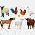 farm animals png pack