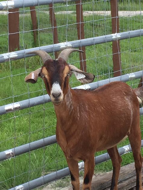 farm goats near me