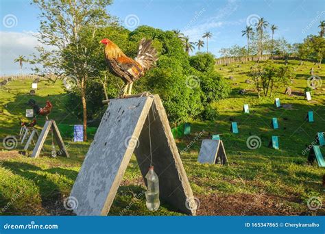farm rooster fight videos