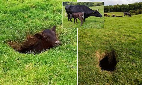 farmer found lost calf