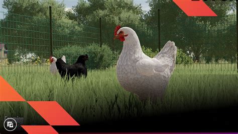 Enhanced Chicken Pack » FS19, FS17, ETS 2 mods