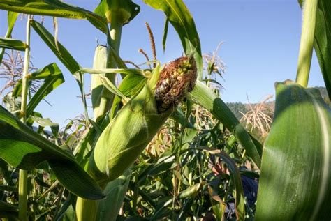 Farming In Oregon State