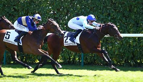 Faro De San Juan Thoroughbred Horse Profile - Next Race, Form, Stats