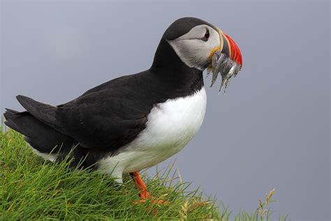Puffins on the Faroe Islands are in danger Well worth saving
