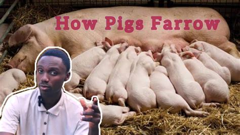 Farrow Definition Pig