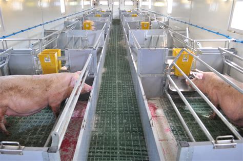 Farrowing Crates Design