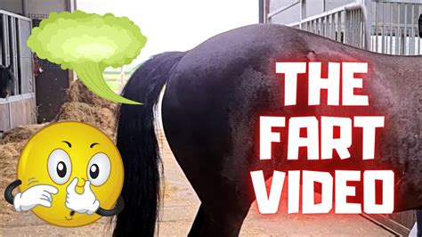 farting horse
