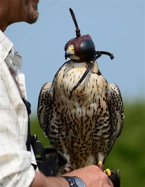 fascinating facts about falcons