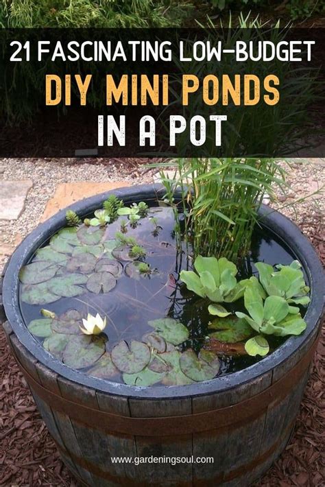21 Fascinating LowBudget DIY Mini Ponds In A Pot The Perfect DIY