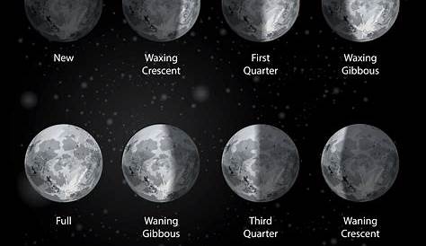 Diagramme De Base Des Phases De La Lune | Vecteur Premium